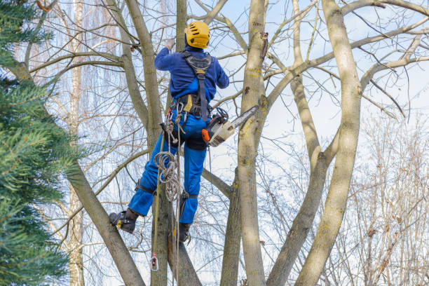 Best Firewood Processing and Delivery  in Sanger, TX