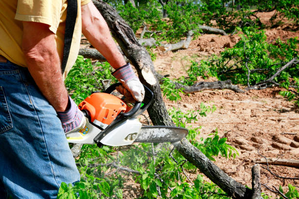 Best Tree Preservation Services  in Sanger, TX